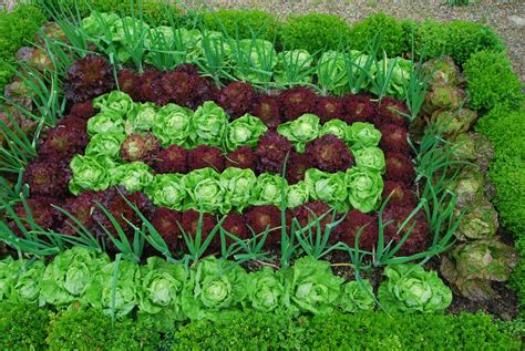 How To Grow Winter Lettuce From Seed The Garden Of Eaden