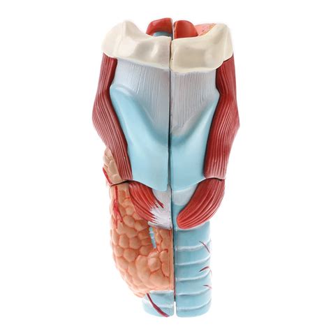 Magnification 2x Human 5 Parts Pharynx And Larynx Model Medical Study