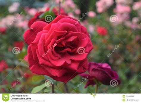 So Romantic Red Rose In The Garden Stock Image Image Of Romantic