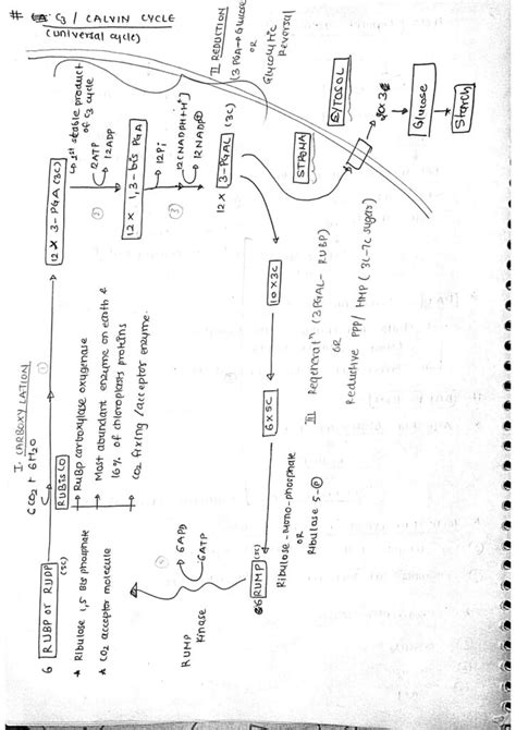 Chapter Photosynthesis In Higher Plants Class Chemistry Notes