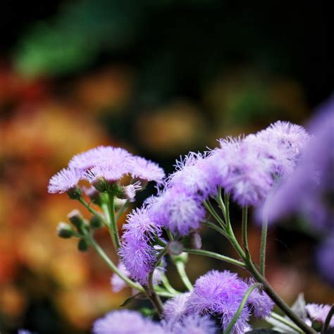 Purple Fuzzy Flower Dk Hawk Photography Photography Flowers