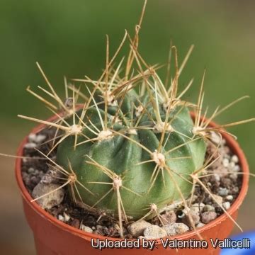 Portada del libro «the cactus family» de edward f. Lobivia chrysochete