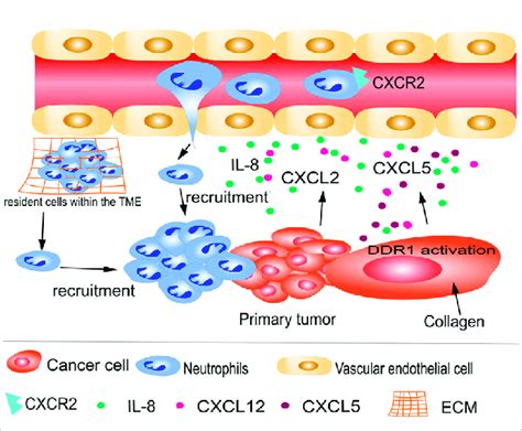Recruitment Of Tumor Associated Neutrophils TANs To Primary Tumors