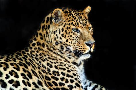 811618 4k Big Cats Leopards Black Background Rare Gallery Hd