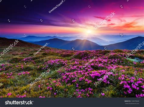Alternatively, simply search for the specific symbol to see if it is available to trade from within your account. Magic pink rhododendron flowers on summer mountain ...