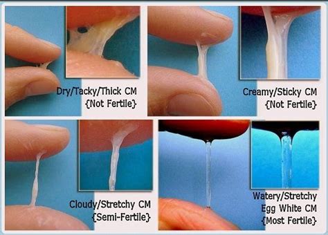 Cervical Mucus In Early Pregnancy Images Pregnancywalls