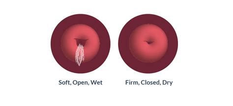 cervix is shaped like a small doughnut with a small hole in the center cervical mucus early