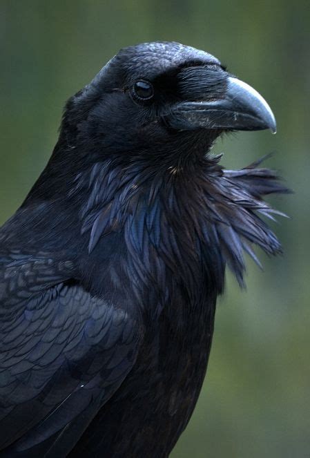 raven a magnificent bird bigger than a buzzard it is the largest passerine perching bird in