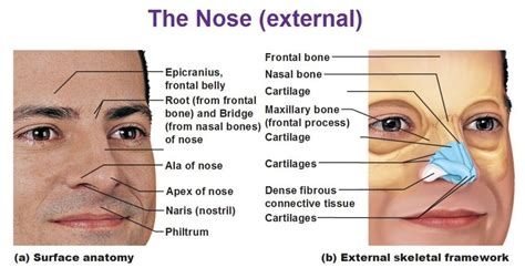 External Nose Cartilage Philtrum Naris Apex Ala Of Nose Bridge