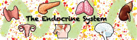 Check spelling or type a new query. The Endocrine System: Why does thymus gets smaller as we age?