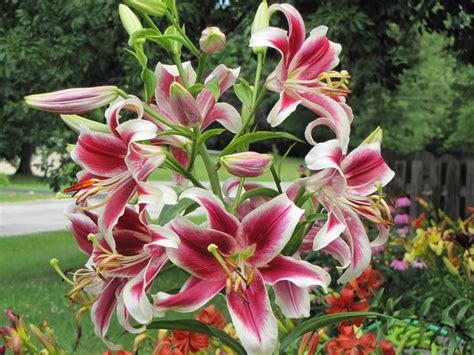 Lily Lilium Flashpoint In The Lilies Database
