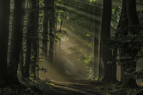 Nature Landscape Mist Sunrise Forest Dark Path Sun Rays Trees