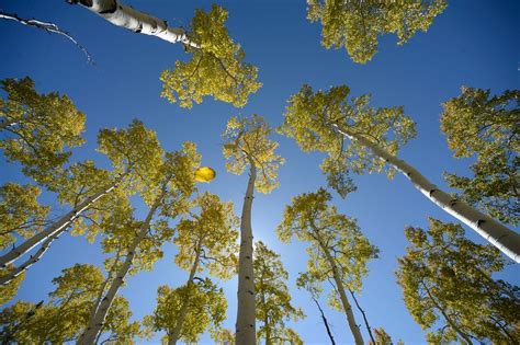 Utahs Pando Aspen Grove Is The Most Massive Living Thing Known On