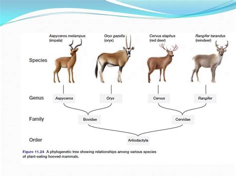 Image Result For Animal Classification System Animal Classification