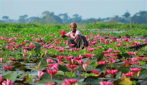 Indian prime minister singh's september 2011 visit to. Satala lily Village | Bangladesh Picture | Bangladesh ...