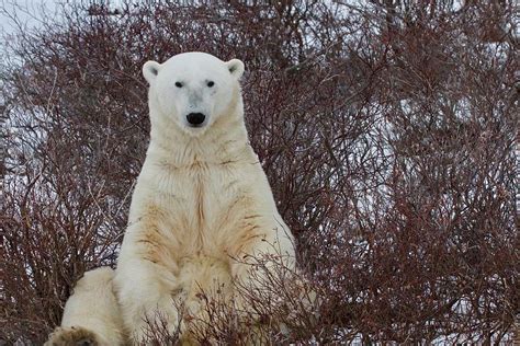 Sitting Polar Bear Photograph By Bruce N Meyer