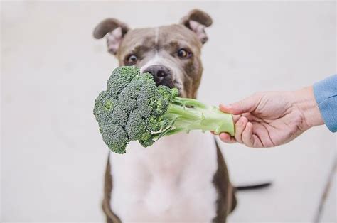 Can Dogs Eat Broccoli Learn The Advantages Of Broccoli And The 3 Best