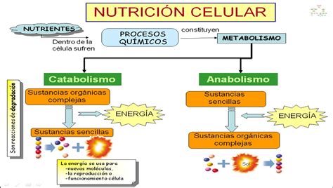 Tomidigital NutriciÓn En Organismos Unicelulares