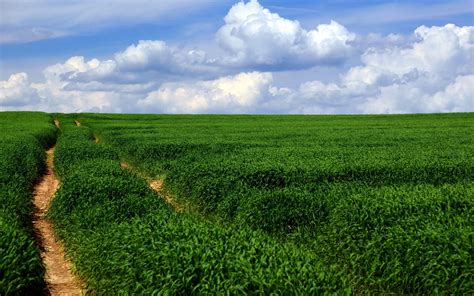 Online Crop Landscape Photography Of Green Field With Two Pathways Hd
