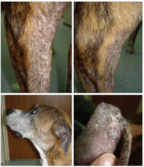 Figure A1 Imported Leishmaniasis In Dogs Us Military Bases Japan