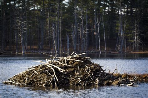 Beaver Dams Wallpapers High Quality Download Free