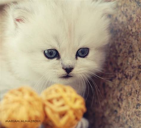 These Cute Little Kittens 24 Pics