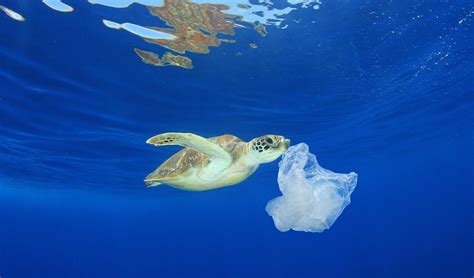 How Much Plastic Does It Take To Kill A Turtle