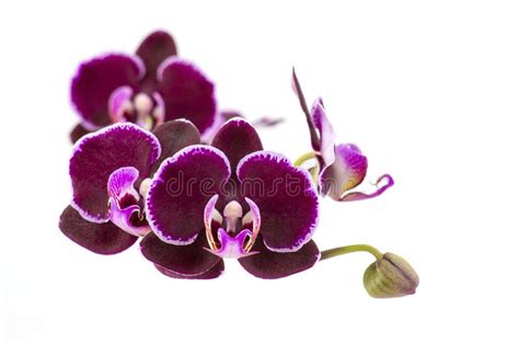 Beautiful Pink Orchid Phalaenopsis Stock Image Image Of Decorative