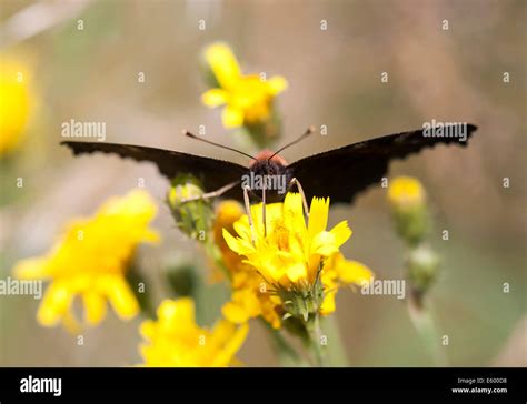 Black Butterfly Wing Hi Res Stock Photography And Images Alamy