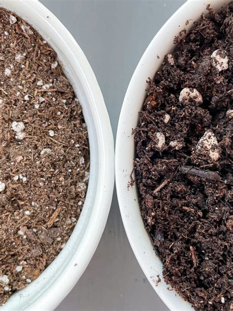 Seed Starting Mix Vs Potting Soil