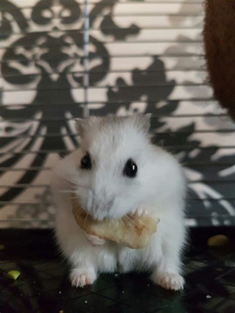 My Name Is Snow Im A Russian Dwarf Hamster Do You Think I Can Play