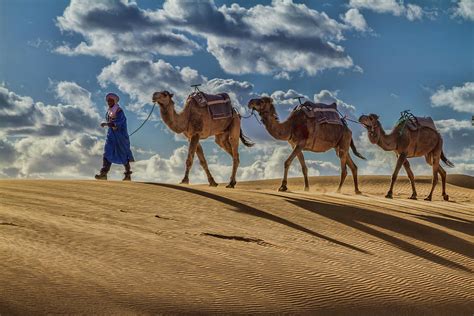 Sunset Camels and Shadows Photograph by Lindley Johnson