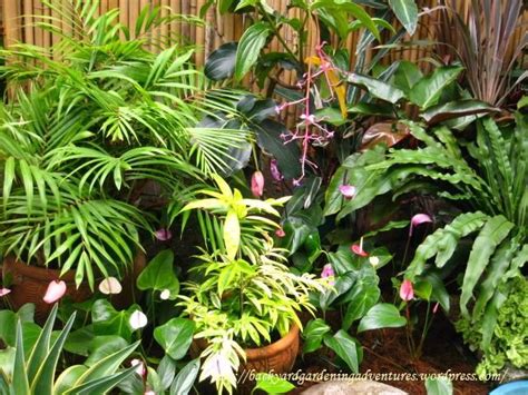 Ornamental Plants Pictures With Names In The Philippines