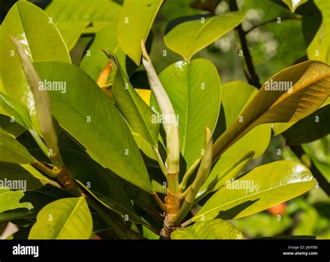 Emerging Leaf Buds On A Magnolia Grandiflora Southern Magnoliabull