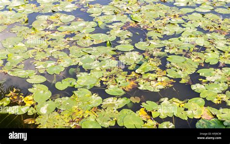 Green Water Lily Leaves In Forest Pond Background Nature Stock Photo