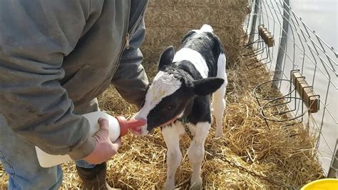 How To Bottle Feed A Baby Calf