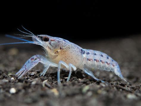 Electric Blue Crayfish Aquatic Arts On Sale Today For 1499