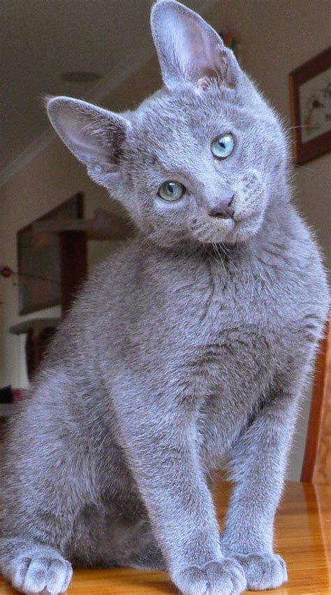 Russian Blue Cat Temperamentpersonality And Grooming Click The Picture