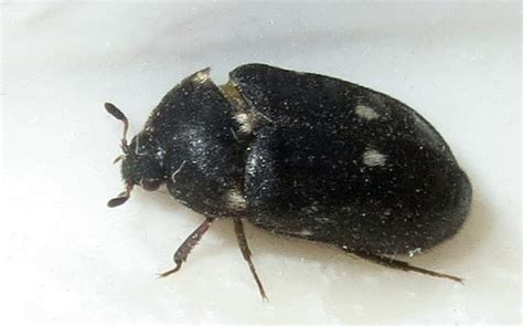 Carpet Beetles Identification Guide Natural History Museum