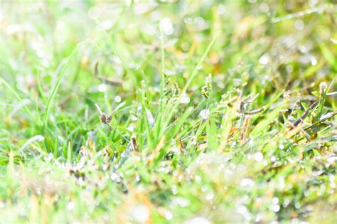 Drops Of Dew On A Green Grass Bokeh Background Stock Photo Image Of
