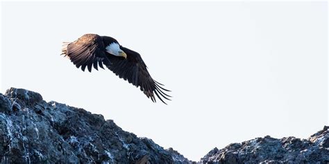 Eagle Viewing Tours Whistler Bc Tourism Whistler