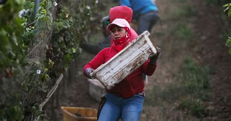 Female Farmworkers Say They Face A Sex Harassment ‘pandemic