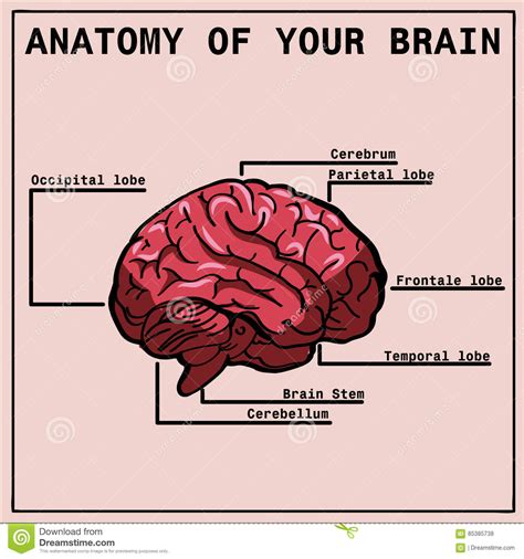 Anatomy Of The Brain Infographics Stock Vector Illustration Of