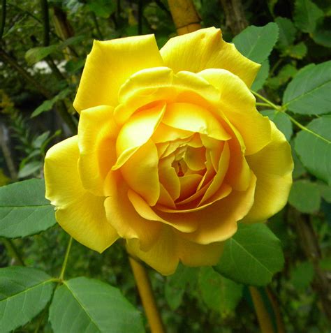 See more of roses on facebook. Golden Celebration Rose Flower Essence - Flower Essences ...