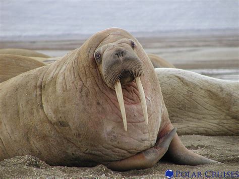 35000 Pacific Walruses Stranded On Alaska Beach