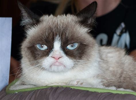 Grumpy Cat Face Good