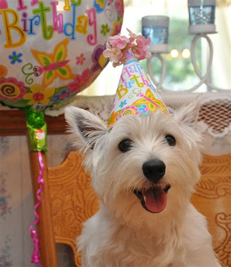 Pin By Nancy Goins Ford On Westies Cute White Dogs Westie Dogs Dog
