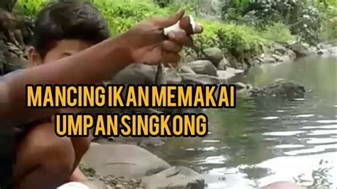 Kami mohon maaf apabila gambar di dalam artikel ini kurang berkenan untuk anda. Mancing Ikan di sungai Dapett banyakk - YouTube