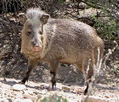 Tucson wildlife enjoying the lush desert | searchnet media's blog