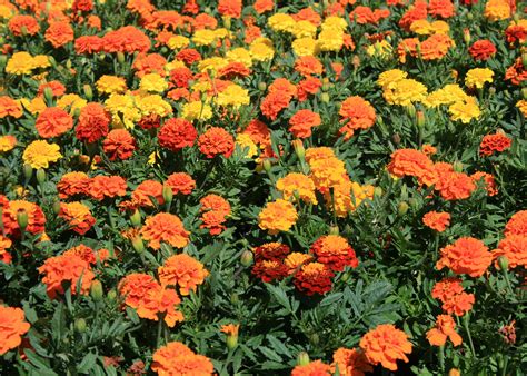 Marigolds Supply Lasting Color Help For Tomatoes Mississippi State